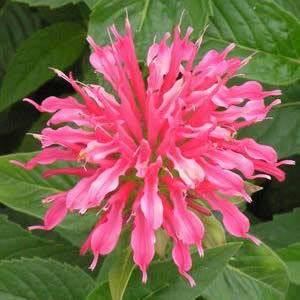 Monarda didyma CORAL REEF Live Bee Balm Plant Attract Butterflies Hummingbirds Salmon-Pink Flowers Summer Bloom Mint Relative Tea FRAGRANT!! (Copy)