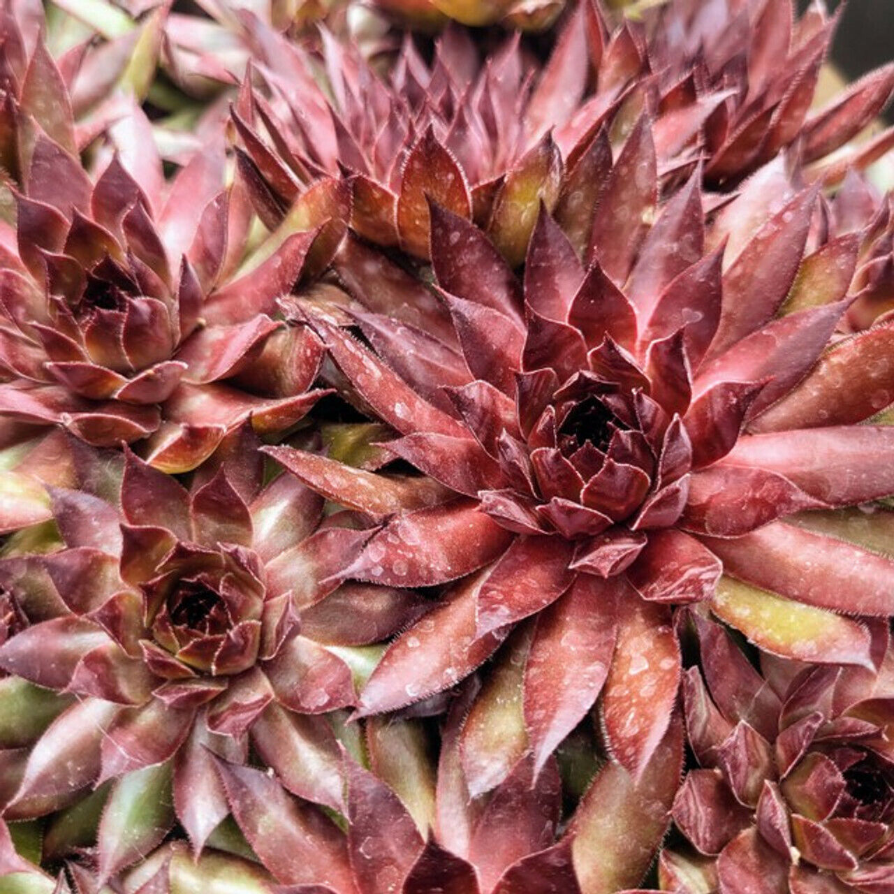 SEMPERVIVUM~BRONCO~HENS AND CHICKS HARDY PERENNIAL SUCCULENT ROCK GARDEN PLANTS!