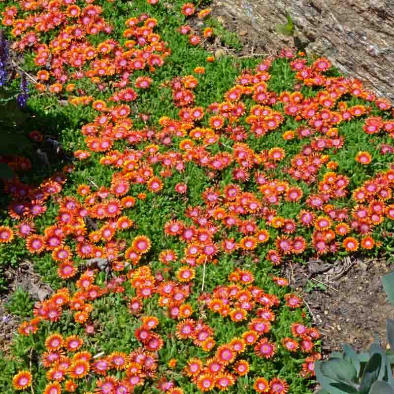 DELOSPERMA~FIRE SPINNER~ICE PLANT HARDY SUCCULENT MAT GROUND COVER PERENNIAL!!!