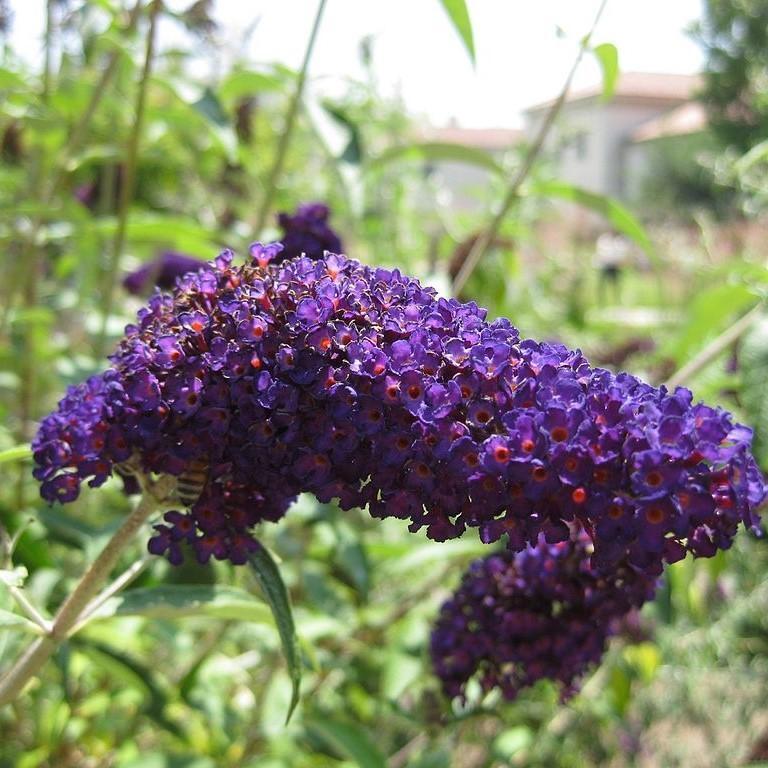 BUDDLEIA 'BLACK KNIGHT' BUTTERFLY BUSH HARDY PERENNIAL PLANT GROWS 6-8 FEET TALL