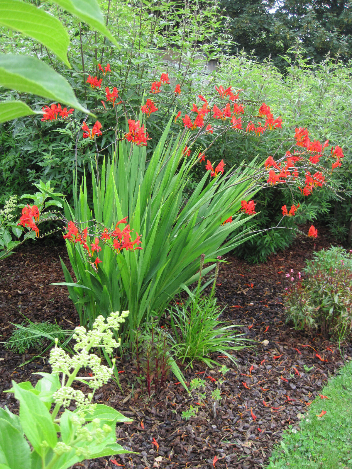 CROCOSMIA~LUCIFER~FLOWER BULBS~HARDY PERENNIAL~ATTRACT HUMMINGBIRDS~SUMMER BLOOM