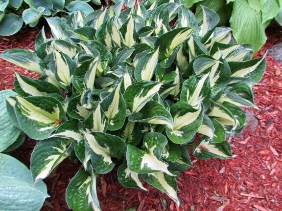 HOSTA~WHIRLWIND~PERENNIAL SHADE PLANT LAVENDER HUMMINGBIRD LILY VARIEGATED LEAF!