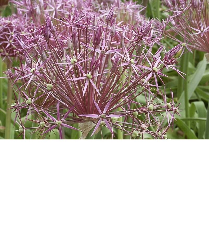 ALLIUM CHRISTOPHII~STAR OF PERSIA~HARDY PERENNIAL FLOWER BULBS ORNAMENTAL ONIONS
