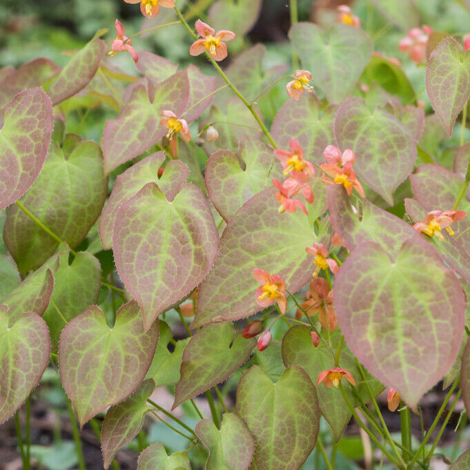 EPIMEDIUM WARLEYENSE 'ORANGE QUEEN '~FAIRY WINGS~HARDY PERENNIAL PLANT FOR SHADE