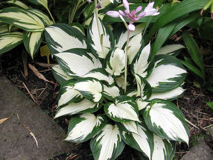 HOSTA~FIRE & ICE~PERENNIAL SHADE PLANT LAVENDER HUMMINGBIRD LILY VARIEGATED LEAF
