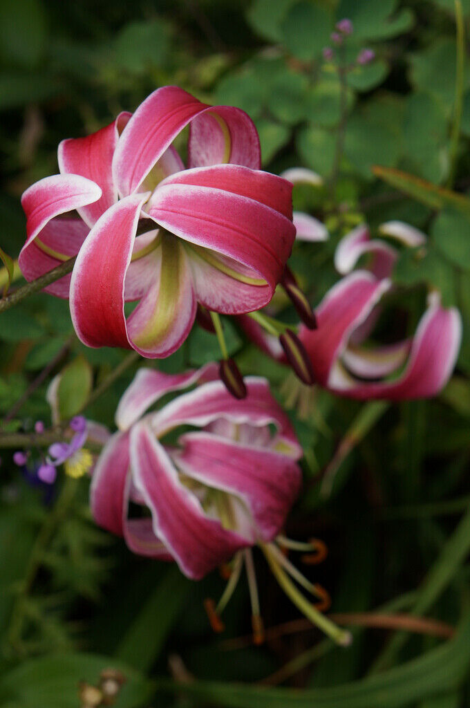 BLACK BEAUTY LILY FLOWER BULBS HARDY 4-7 FT. TALL GIANT LATE SUMMER-FALL BLOOMS!