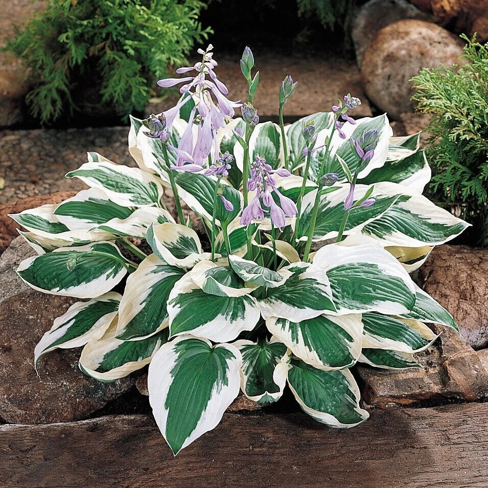HOSTA 'PATRIOT' HARDY PERENNIAL SHADE PLANT FOLIAGE LAVENDER HUMMINGBIRD LILY