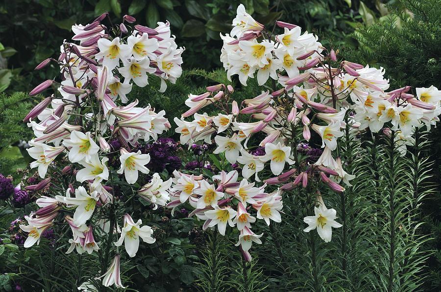 REGAL TRUMPET LILY FLOWER BULBS HARDY 4-6 FT. TALL GIANT FRAGRANT BLOOMS SUMMER