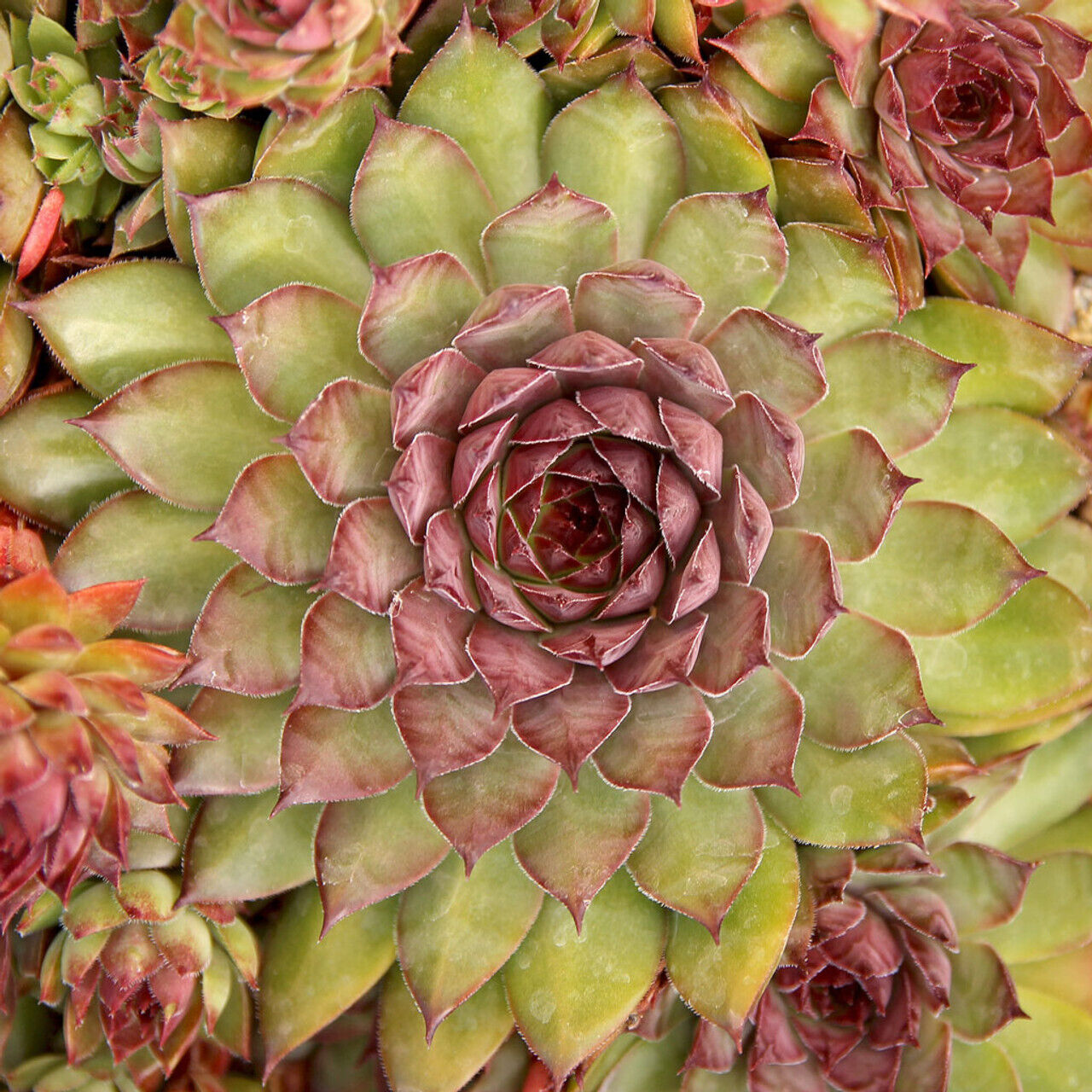 SEMPERVIVUM~BRONCO~HENS AND CHICKS HARDY PERENNIAL SUCCULENT ROCK GARDEN PLANTS!