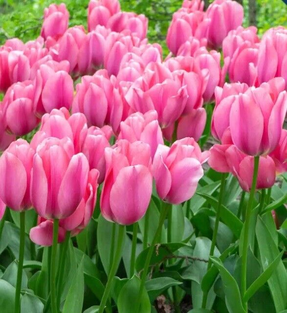 TULIP~BIG LOVE~FLOWER BULBS~GIANT DARWIN HYBRID~STUNNING DUSKY PINK SPRING BLOOM