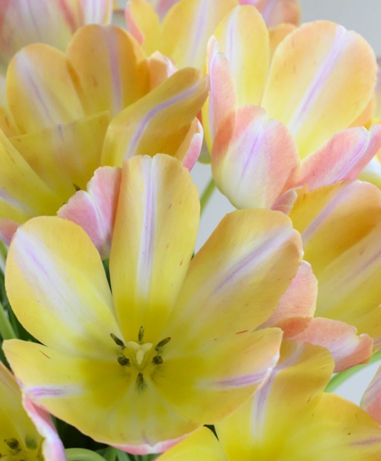 PINK JAPANESE TULIP~KUNYUN~FLOWER BULBS~GIANT DARWIN HYBRID~MID-APRIL/MAY BLOOM