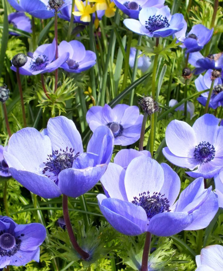 BLUE POPPY ANEMONE FLOWER BULBS EASY TO GROW PERENNIAL PLANTS SPRING BLOOMS!