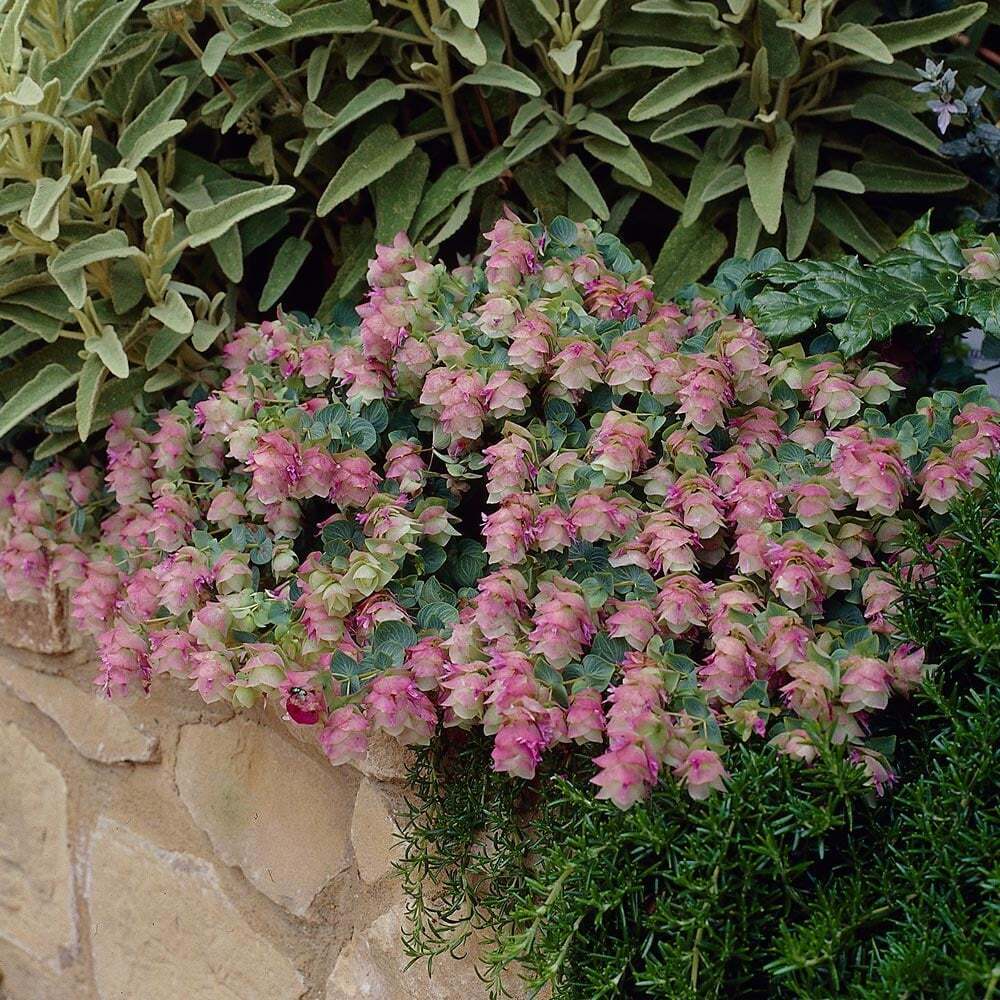 ORIGANUM ROTUNDIFOLIUM~KENT BEAUTY~ORNAMENTAL OREGANO PLANT HARDY PERENNIAL HERB