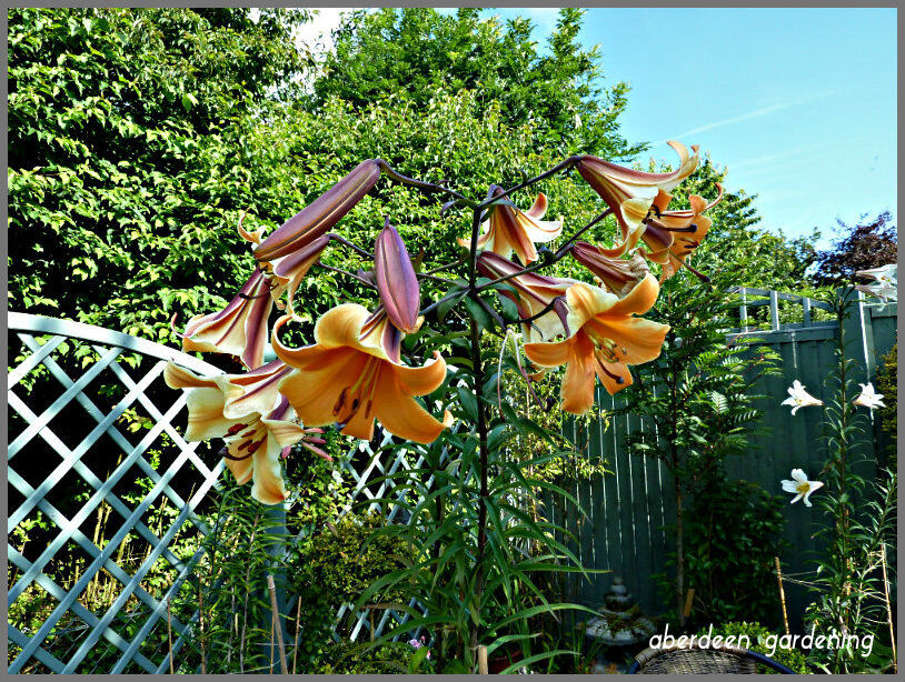 AFRICAN QUEEN TRUMPET LILY FLOWER BULBS HARDY 4-6 FT. TALL GIANT FRAGRANT BLOOMS