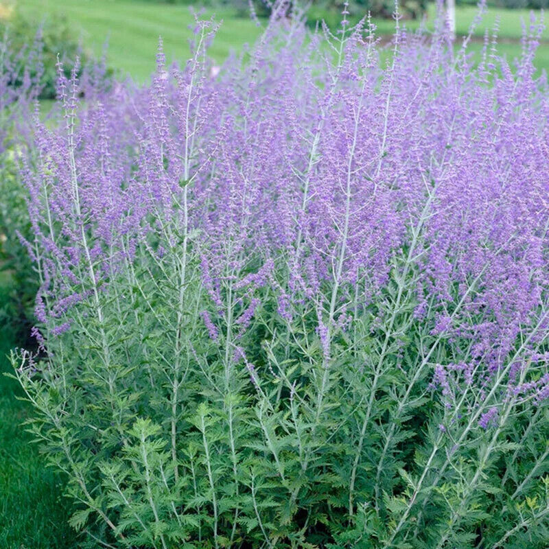 PEROVSKIA ATRIPLICIFOLIA~RUSSIAN SAGE~LIVE PLANTS~TALL LAVENDER BLUE FLOWERS!!!