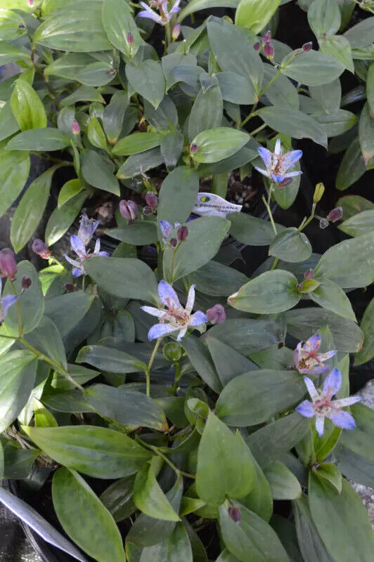 TRICYRTIS FORMOSANA 'SEIRYU' UNIQUE PERENNIAL SHADE GARDEN PLANT HARDY ZONES:4-9