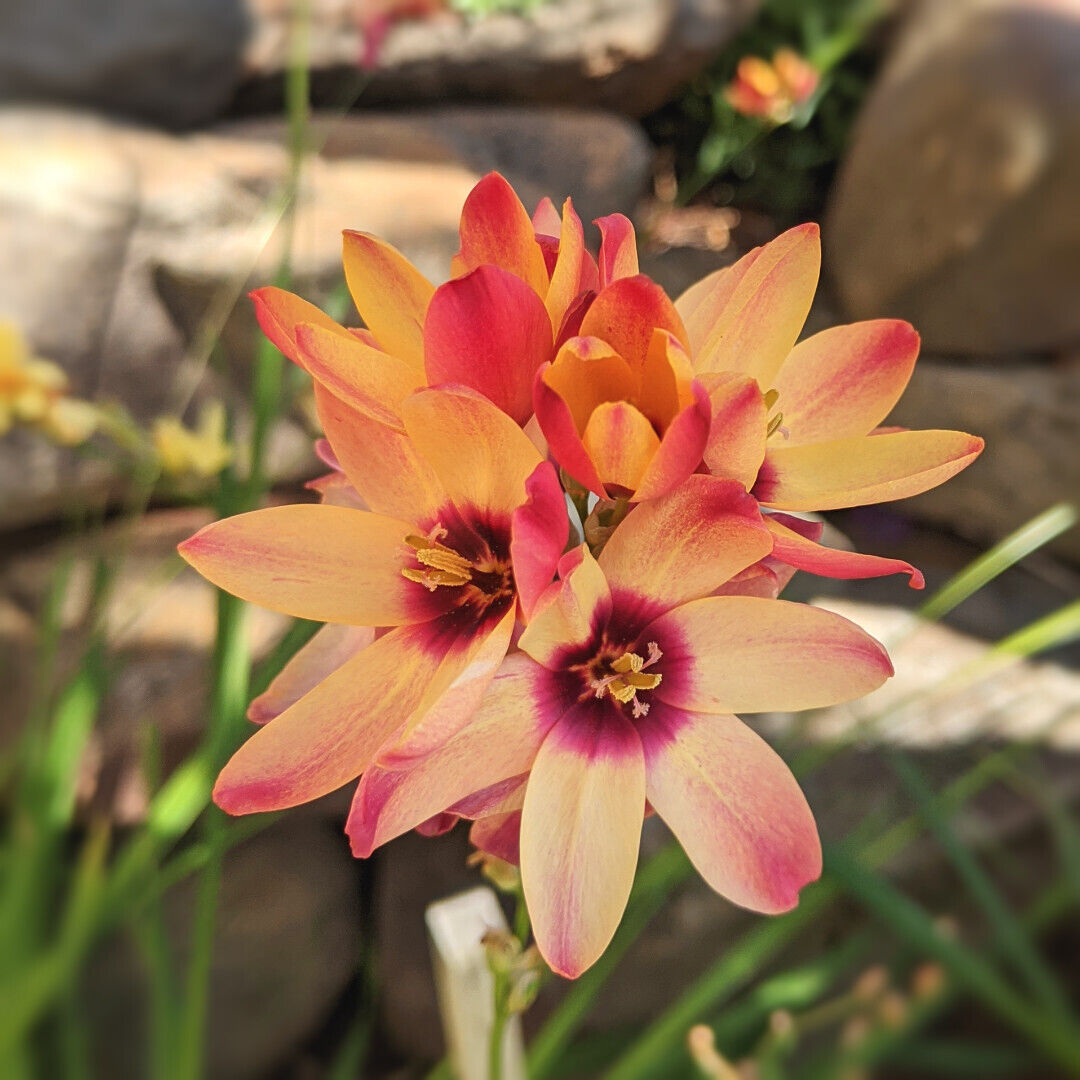 IXIA AFRICAN CORN LILY~MAGIC WAND MIX~FLOWER BULBS~SIMPLE TO GROW~SUN/PART SHADE