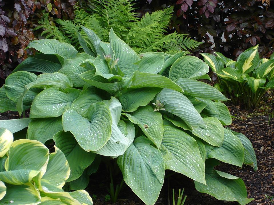 HOSTA 'T-REX' HARDY PERENNIAL SHADE PLANT GIANT PLANTAIN LILY W/ 18 X 14" LEAVES