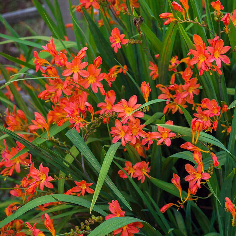 PICK YOUR DRAGON FLOWER - Choose From (7) Different Types of Crocosmia Bulbs!!!