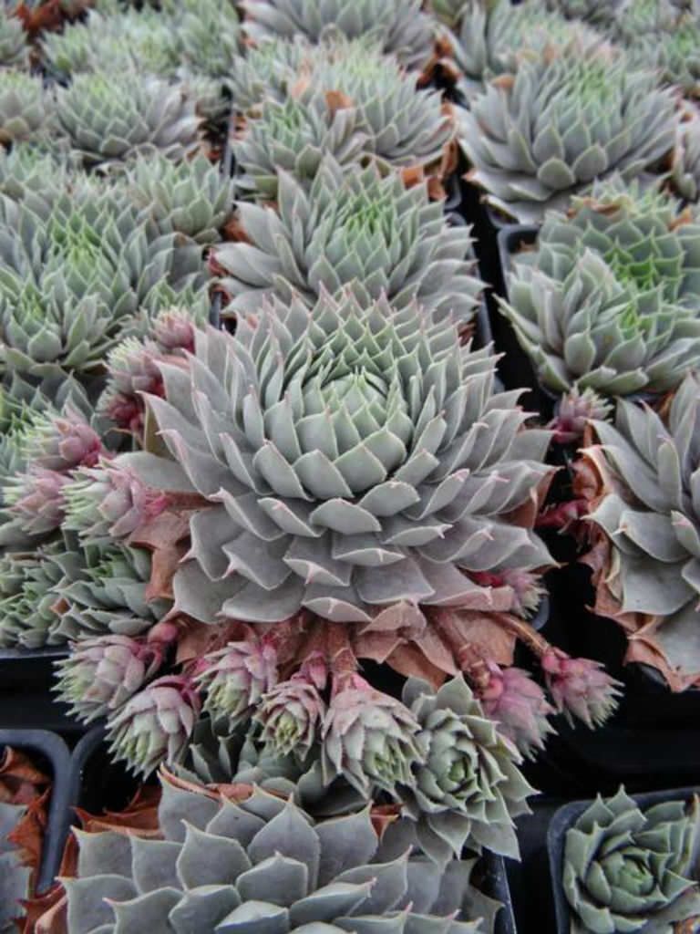 SEMPERVIVUM~PACIFIC BLUE ICE~HENS AND CHICKS HARDY PERENNIAL SUCCULENT GARDEN
