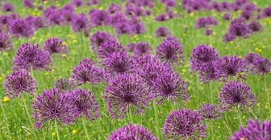 ALLIUM~PURPLE RAIN~HARDY PERENNIAL FLOWER BULBS ORNAMENTAL ONION LATE SPRING BLM