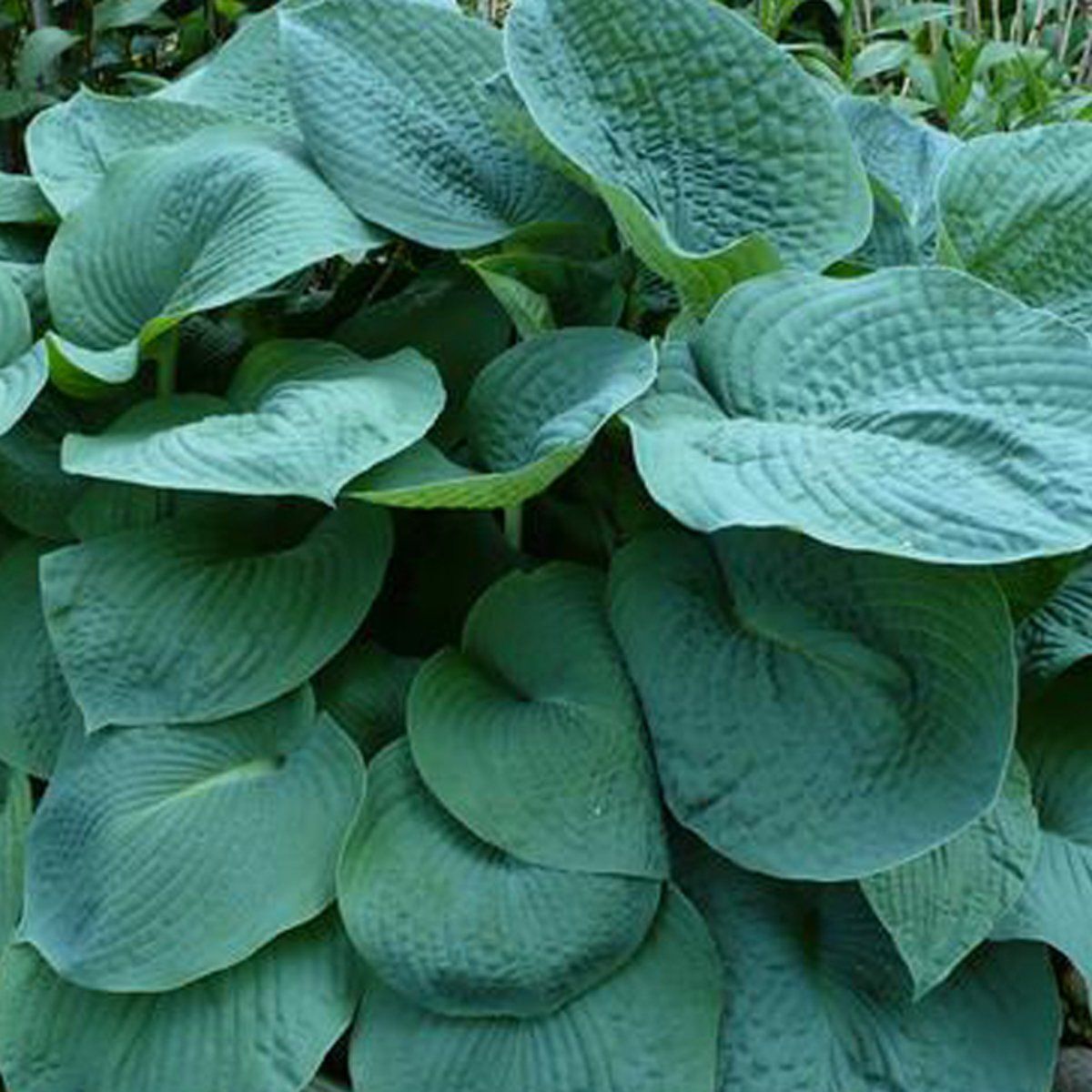 HOSTA 'BIG DADDY' HARDY PERENNIAL SHADE PLANT BEST BIG BLUE LEAF PLANTAIN LILY