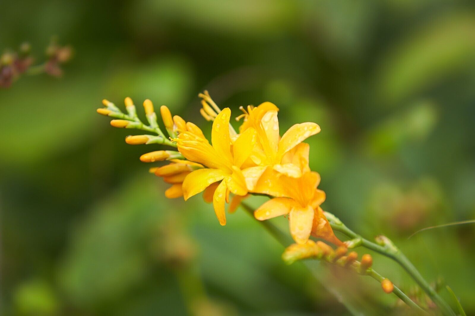 PICK YOUR DRAGON FLOWER - Choose From (7) Different Types of Crocosmia Bulbs!!!