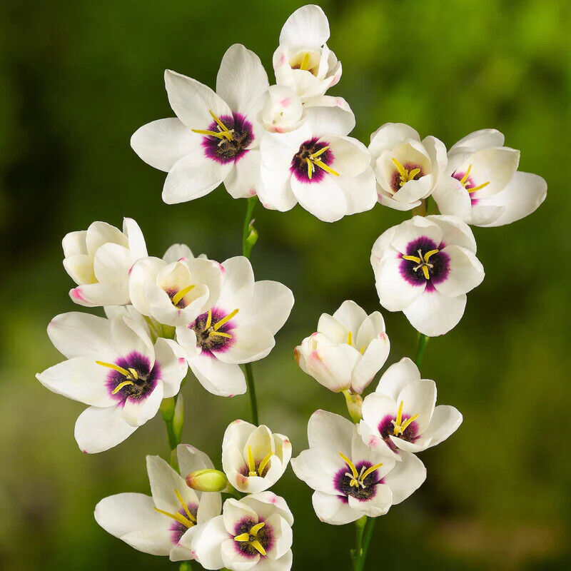 IXIA AFRICAN CORN LILY~MAGIC WAND MIX~FLOWER BULBS~SIMPLE TO GROW~SUN/PART SHADE