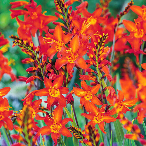 PICK YOUR DRAGON FLOWER - Choose From (7) Different Types of Crocosmia Bulbs!!!