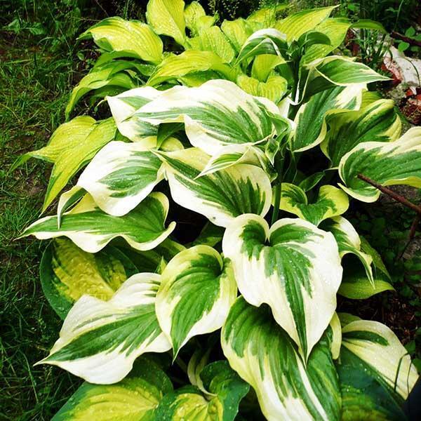 HOSTA 'SILK ROAD' HARDY PERENNIAL SHADE PLANT WHITE PLANTAIN LILY HUMMINGBIRDS!!