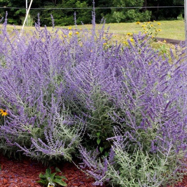 PEROVSKIA ATRIPLICIFOLIA~RUSSIAN SAGE~LIVE PLANTS~TALL LAVENDER BLUE FLOWERS!!!