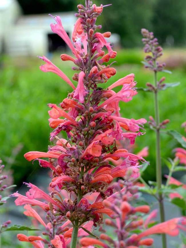 AGASTACHE ~KUDOS CORAL~HUMMINGBIRD MINT PLANT HARDY PERENNIAL BLOOMS ALL SEASON!