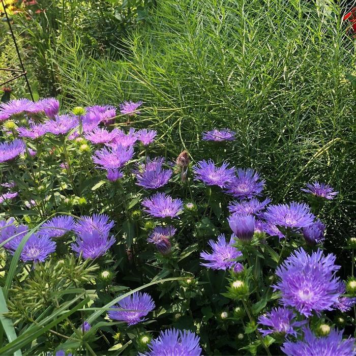 STOKESIA LAEVIS~MEL'S BLUE~STOKES' ASTER~LIVE PLANT~HARDY PERENNIAL~