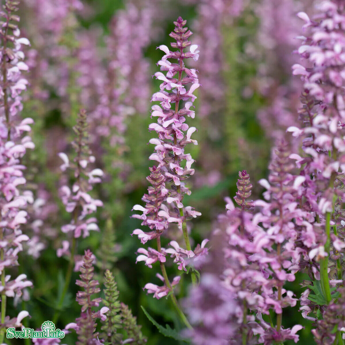 SALVIA NEMOROSA~FEATHERS FLAMINGO~PINK SAGE PLANTS AROMATIC HARDY PERENNIAL WOW!