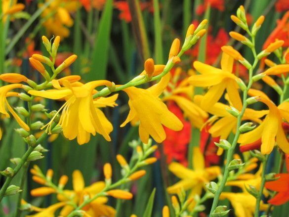 PICK YOUR DRAGON FLOWER - Choose From (7) Different Types of Crocosmia Bulbs!!!