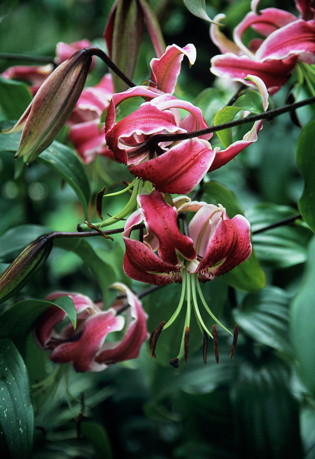 BLACK BEAUTY LILY FLOWER BULBS HARDY 4-7 FT. TALL GIANT LATE SUMMER-FALL BLOOMS!