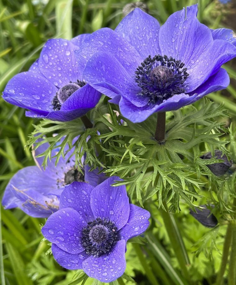 BLUE POPPY ANEMONE FLOWER BULBS EASY TO GROW PERENNIAL PLANTS SPRING BLOOMS!