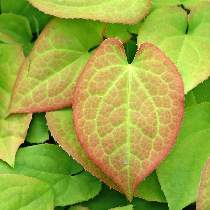 EPIMEDIUM WARLEYENSE 'ORANGE QUEEN '~FAIRY WINGS~HARDY PERENNIAL PLANT FOR SHADE