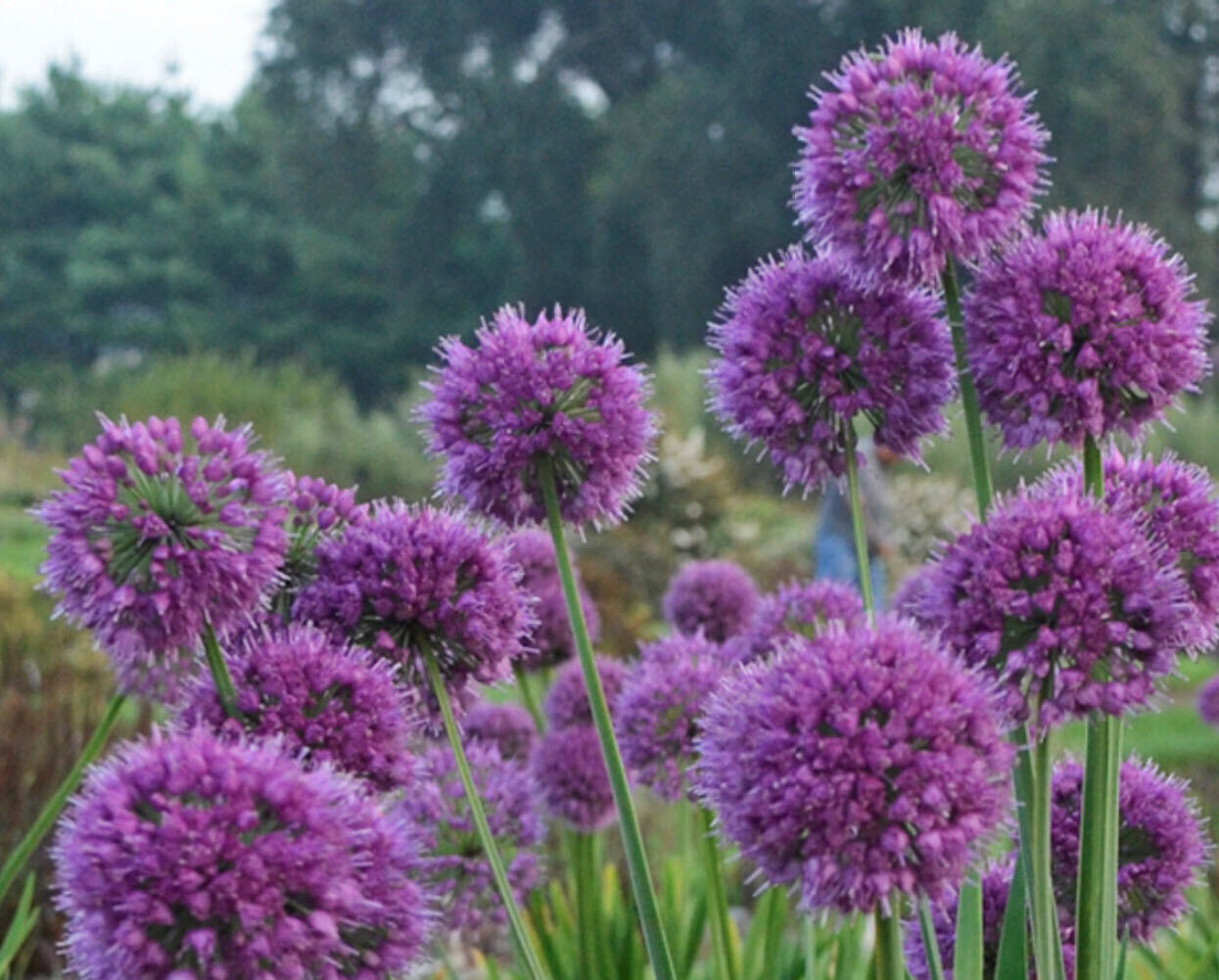 ALLIUM~LAVENDER BUBBLES~LIVE PLANT~FLOWERS LATE-SUMMER TO FALL~HARDY PERENNIAL!!