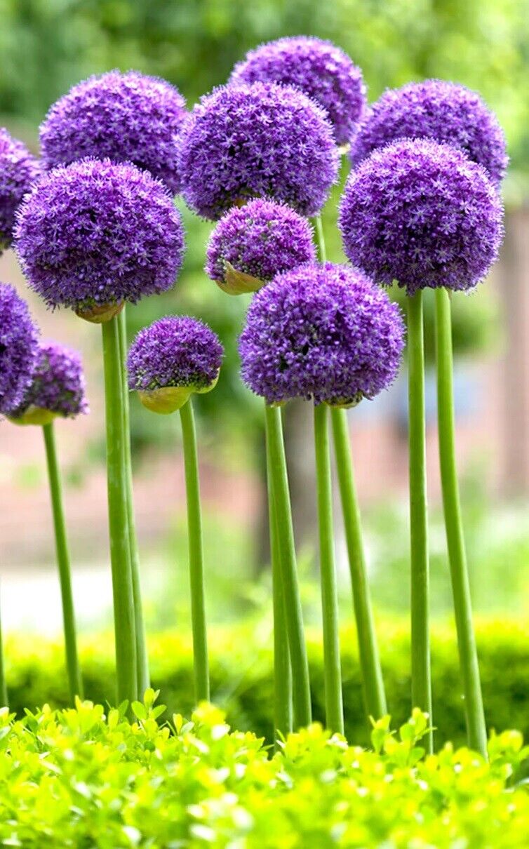 ALLIUM~AMBASSADOR~JUMBO SIZE FLOWER BULBS GIANT ORNAMENTAL ONION HARDY PERENNIAL