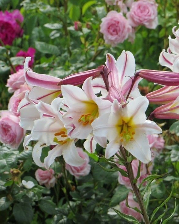 REGAL TRUMPET LILY FLOWER BULBS HARDY 4-6 FT. TALL GIANT FRAGRANT BLOOMS SUMMER