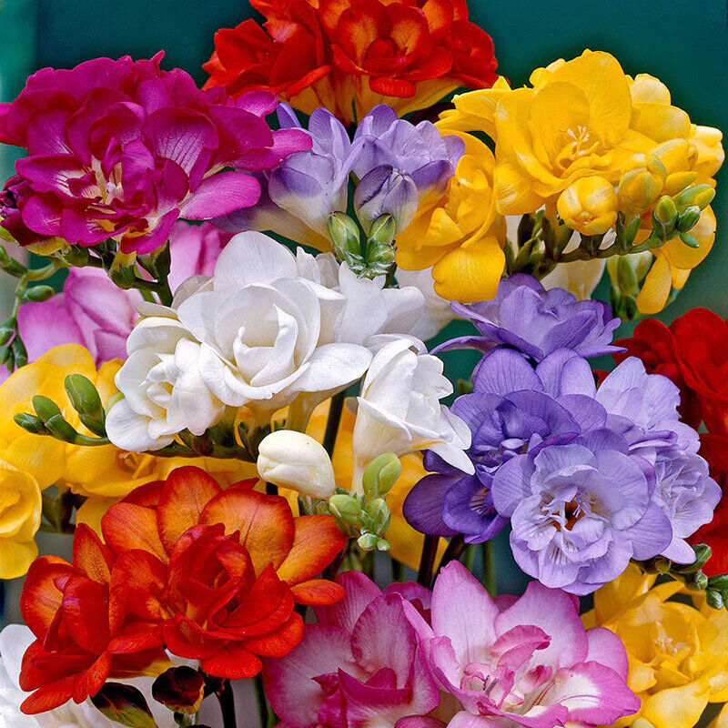 FREESIA~DOUBLE MIXTURE~FLOWER BULBS~DELIGHTFUL FRAGRANCE