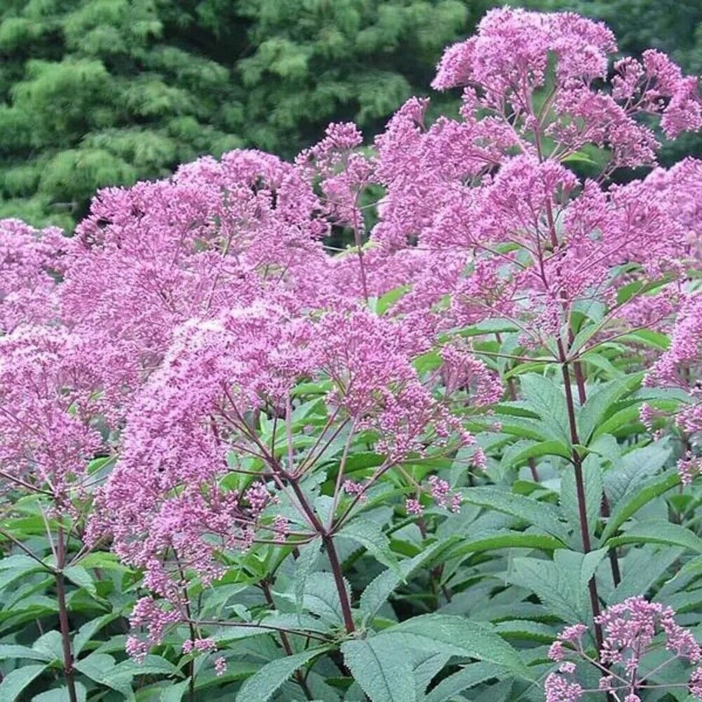 EUPATORIUM MACULATUM~GATEWAY~HARDY PERENNIAL PLANT~4-5 FEET TALL JOE PYE WEED!!!