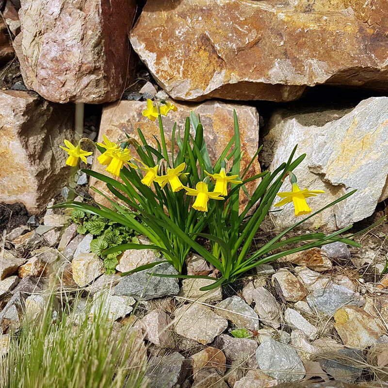 NARCISSUS~'TETE-A-TETE'~MINIATURE DAFFODILS~FLOWER BULBS~FRAGRANT SPRING BLOOMS