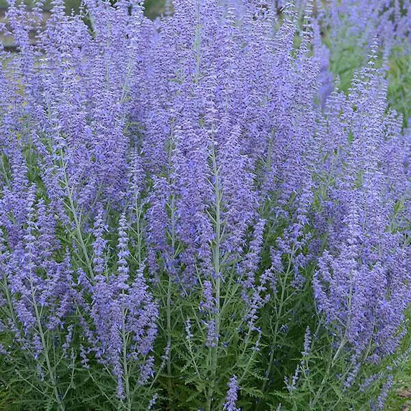 PEROVSKIA ATRIPLICIFOLIA~CRAZY BLUE~DWARF RUSSIAN SAGE PLANT AROMATIC PERENNIAL!
