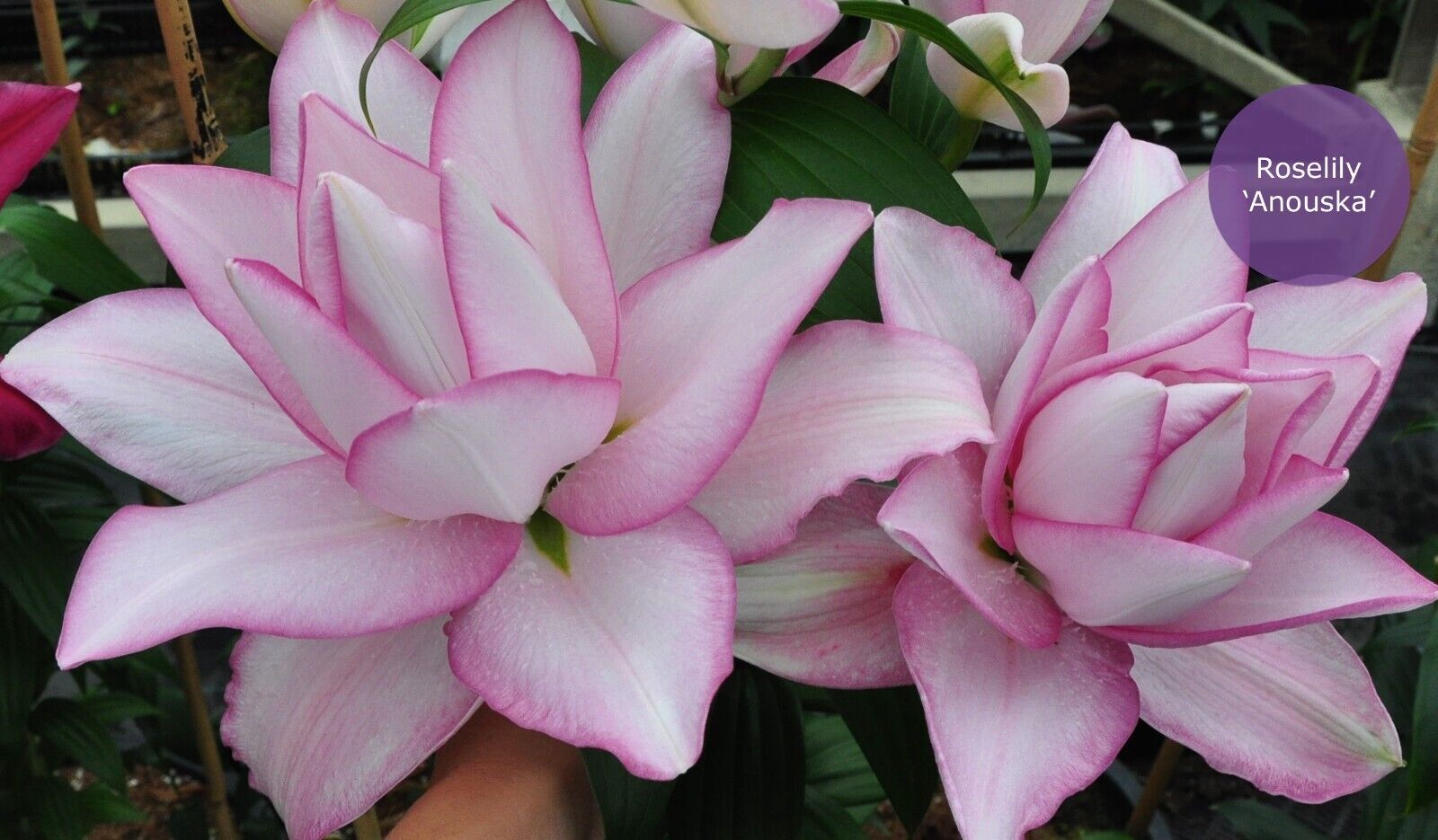 ANOUSKA ROSE LILY FLOWER BULBS HARDY 2 FEET TALL FRAGRANT BLOOMS DOUBLE ORIENTAL