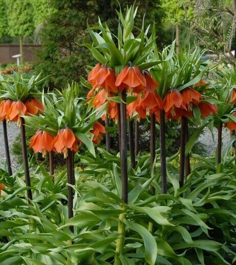 FRITILLARIA 'RUBRA'~CROWN IMPERIAL LILY~24/+CM BULBS~UNIQUE TALL AROMATIC PLANTS