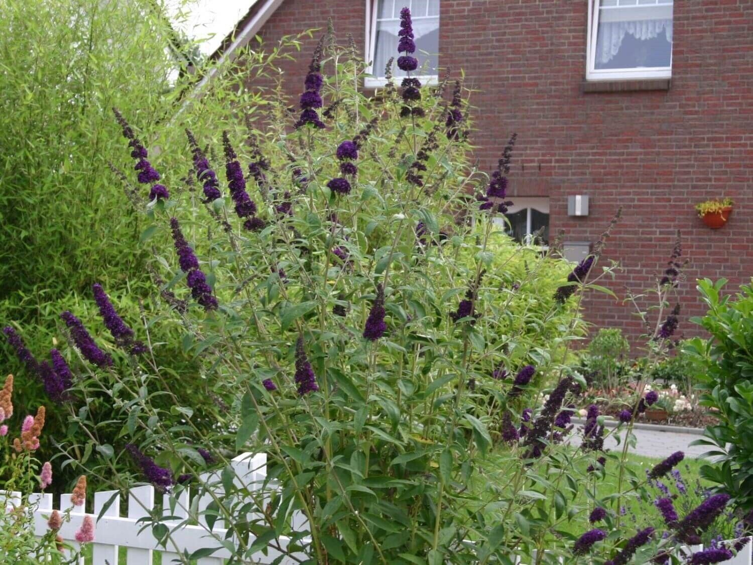 BUDDLEIA 'BLACK KNIGHT' BUTTERFLY BUSH HARDY PERENNIAL PLANT GROWS 6-8 FEET TALL