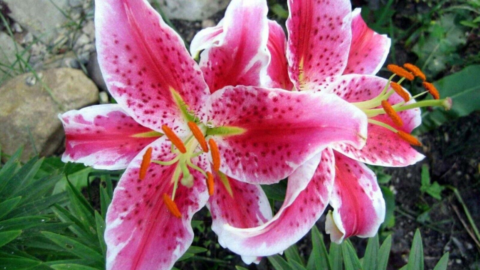 STARGAZER LILY FLOWER BULBS POWERFULLY FRAGRANT FLOWERS EASY TO GROW SUMMER BLMS