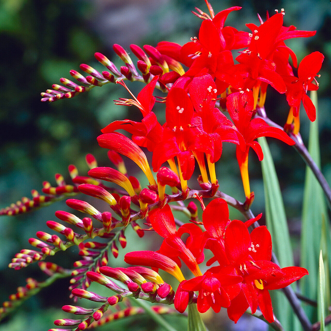 PICK YOUR DRAGON FLOWER - Choose From (7) Different Types of Crocosmia Bulbs!!!